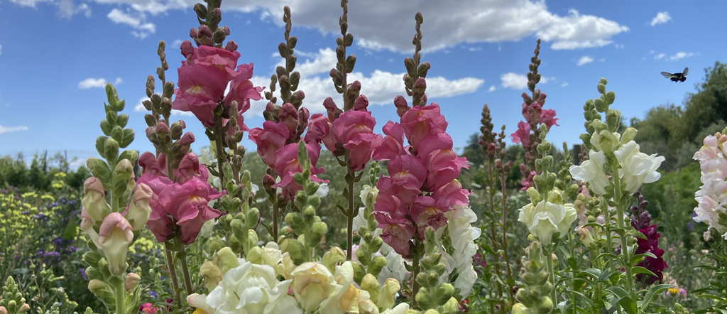 flowers in a field