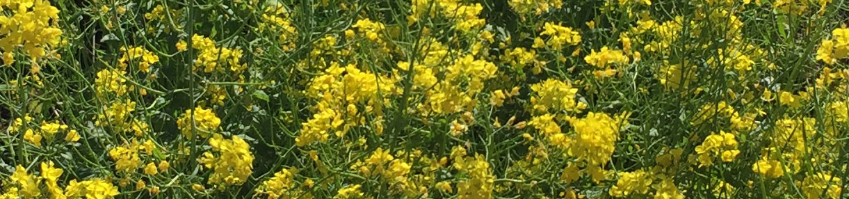 mustard flowers